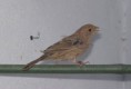 /album/fotogaleria/pajaros-2012-048-jpg/